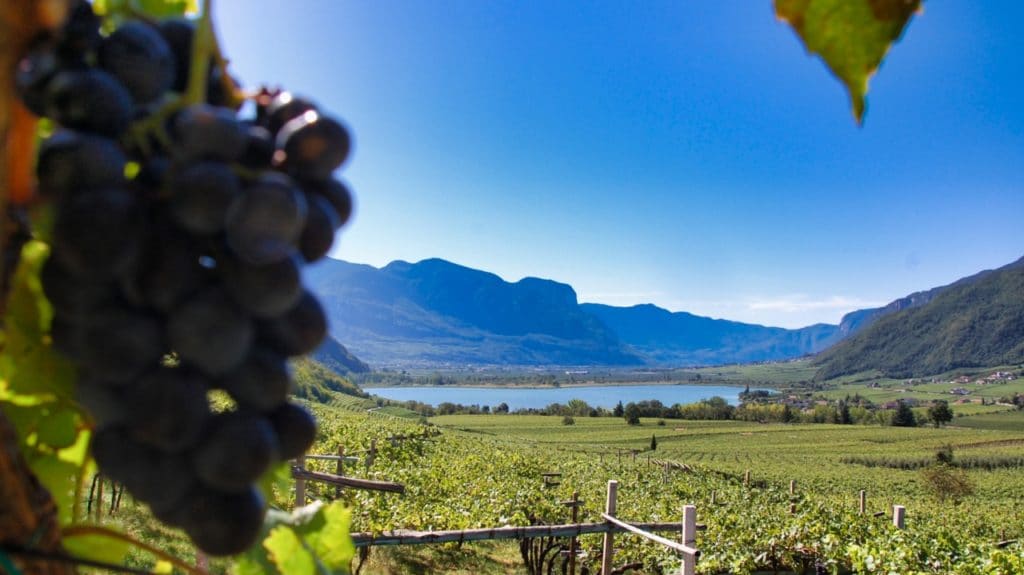 Der Kalterer See und die Weinberge